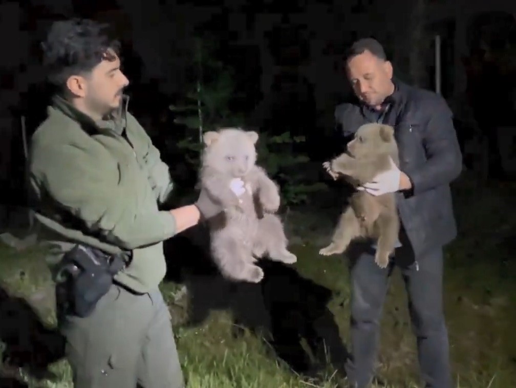 Doğada yalnız bulunan yavru ayılar koruma altına alındı