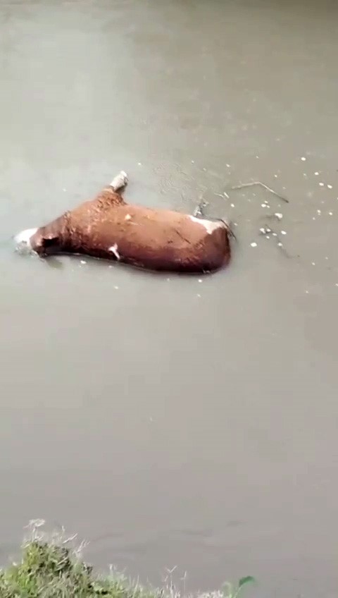 Kars&rsquo;ta sel sularına kapılan b&uuml;y&uuml;kbaş hayvan telef oldu
