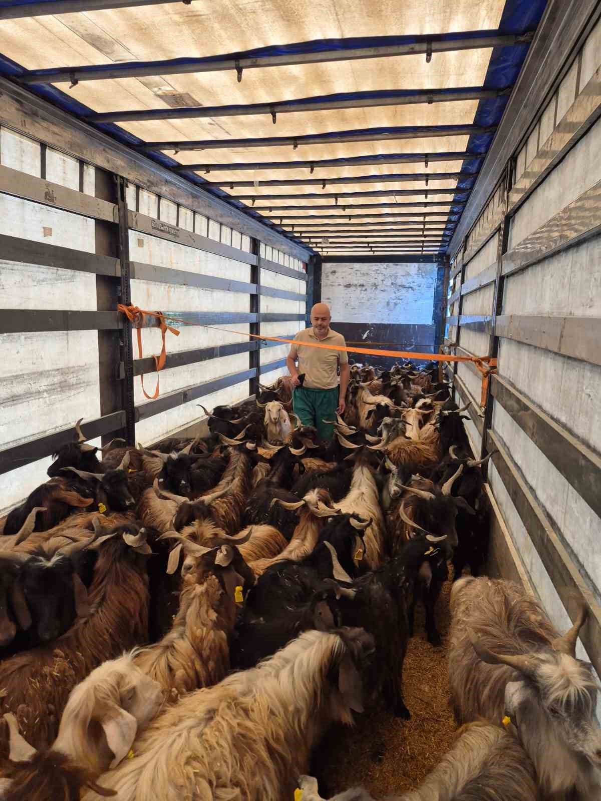 Kurbanlık denetimleri başladı