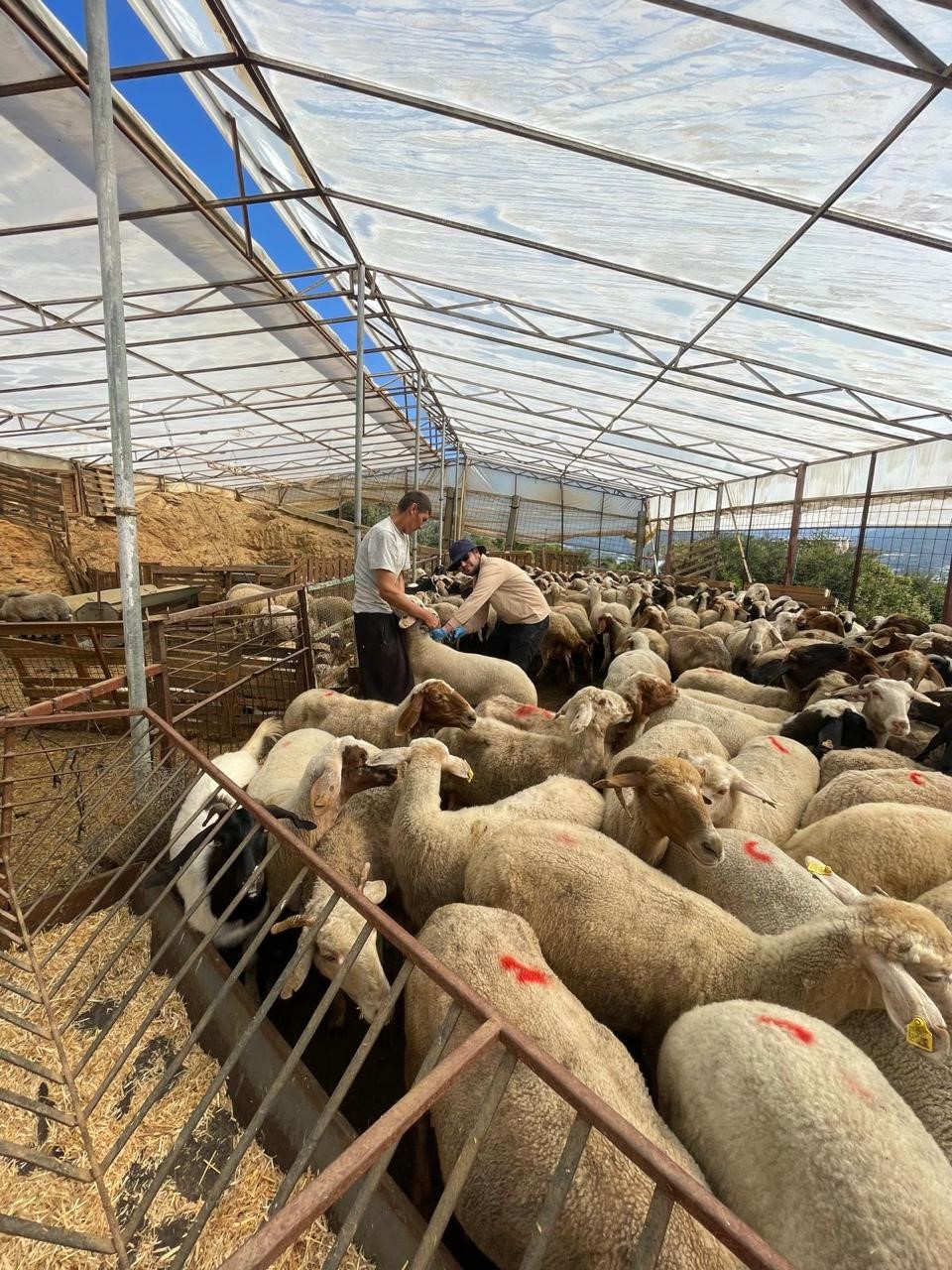 Kurbanlık denetimleri başladı
