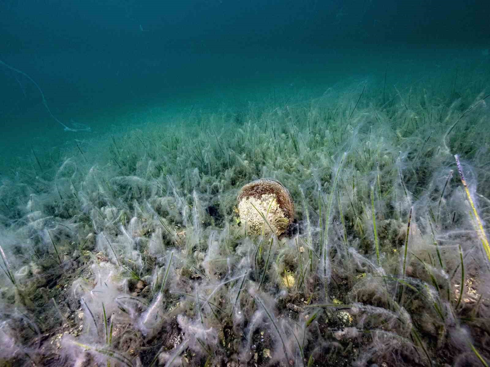 Müsilaj uyarısı: "Kontrol edilebilecek tek faktör kirliliktir"