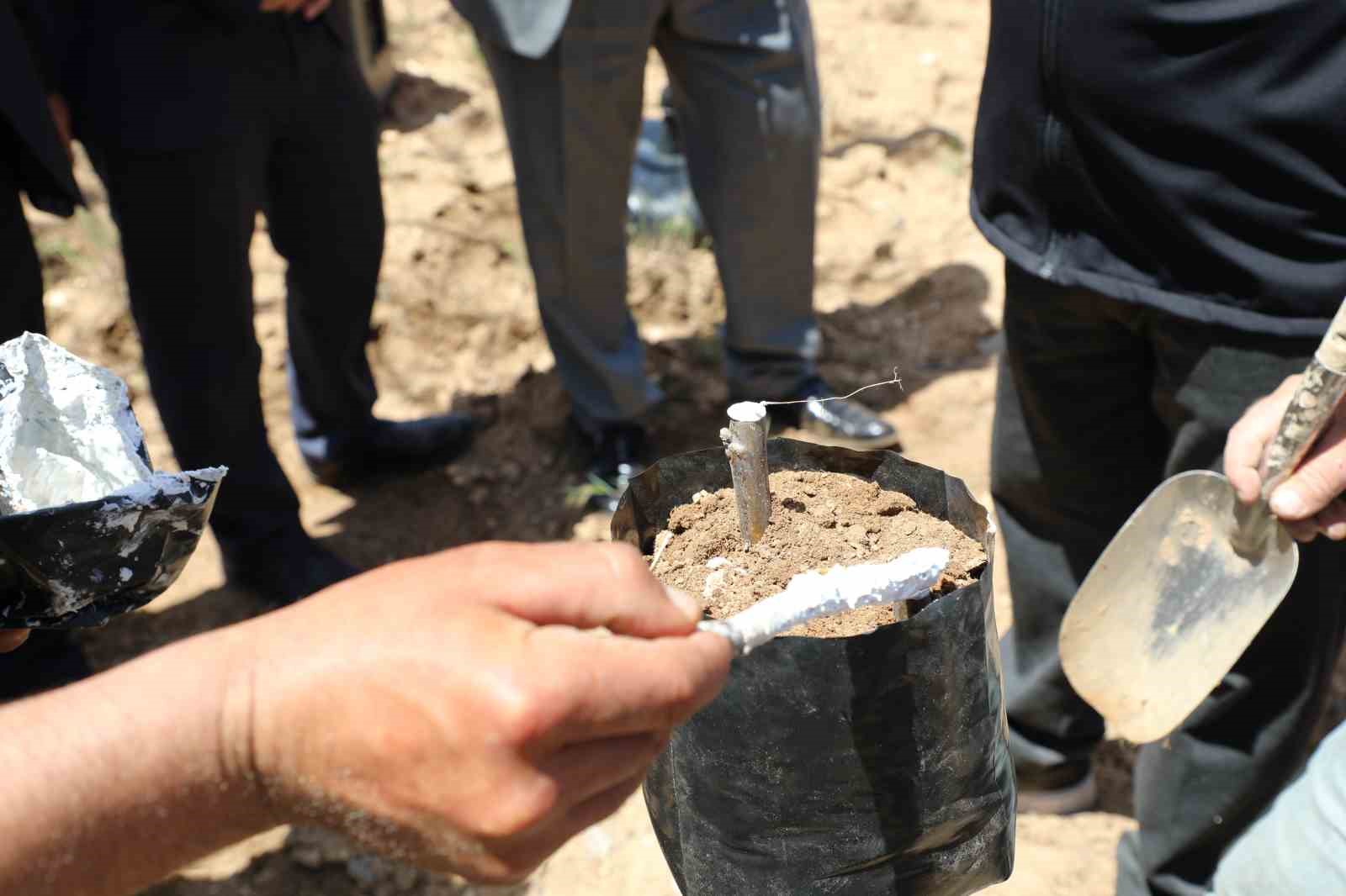 Ceviz üretiminde verim artışı için Günyüzü’nde aşı çalışması başlatıldı