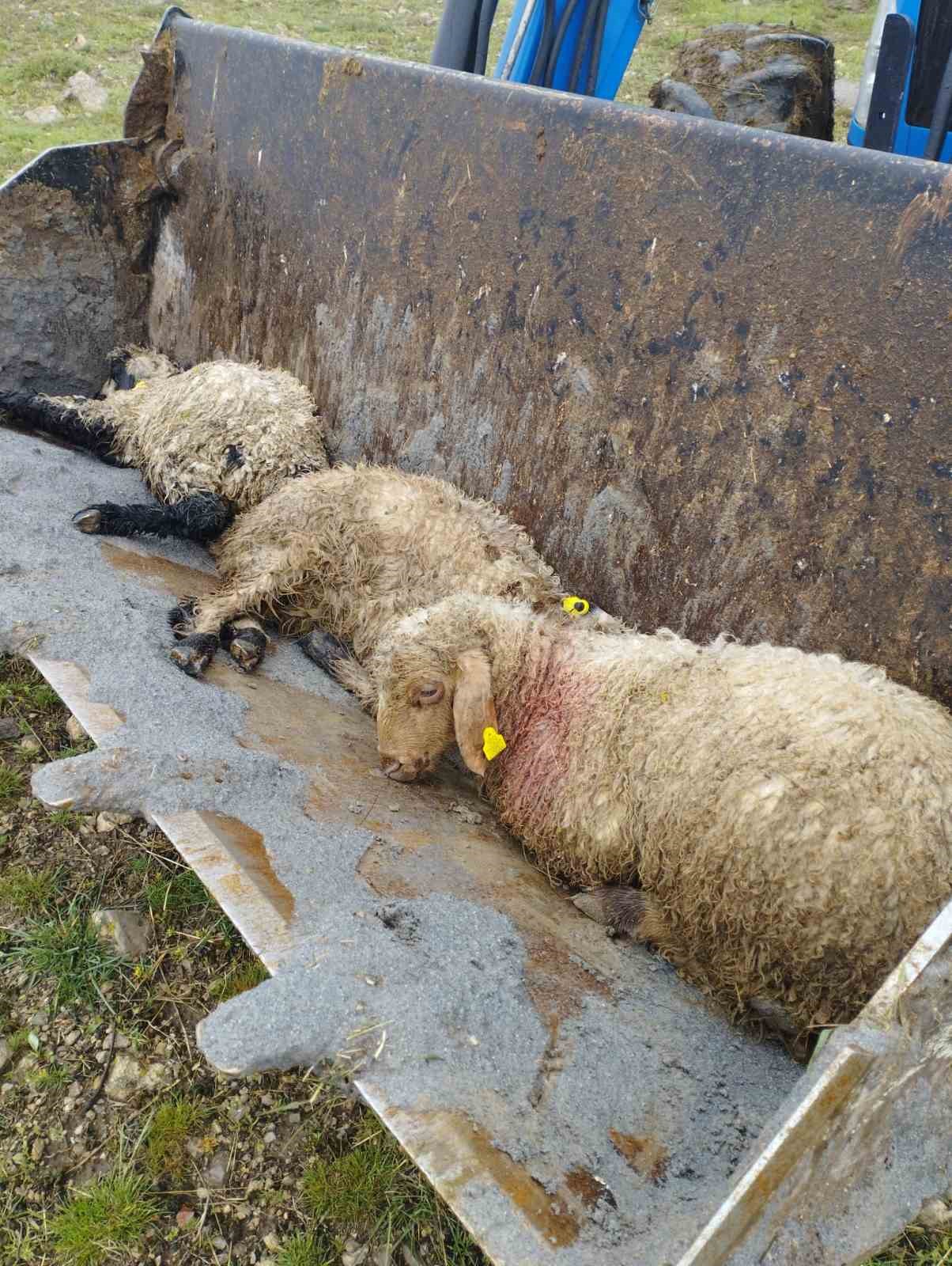 Erzincan&rsquo;da ağıla giren kurtlar 15 kuzuyu telef etti, 15&rsquo;ini yaraladı, 30&rsquo;u ise kayboldu
