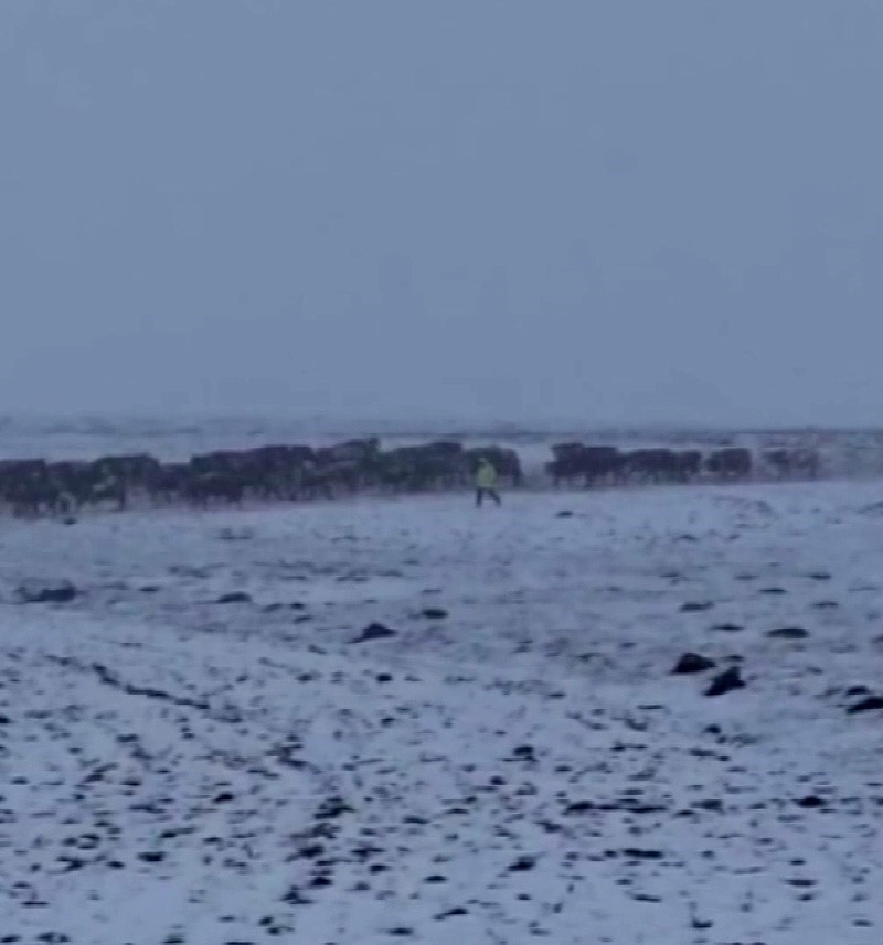 Ardahan’da aniden bastıran kar çobanlara zor anlar yaşattı