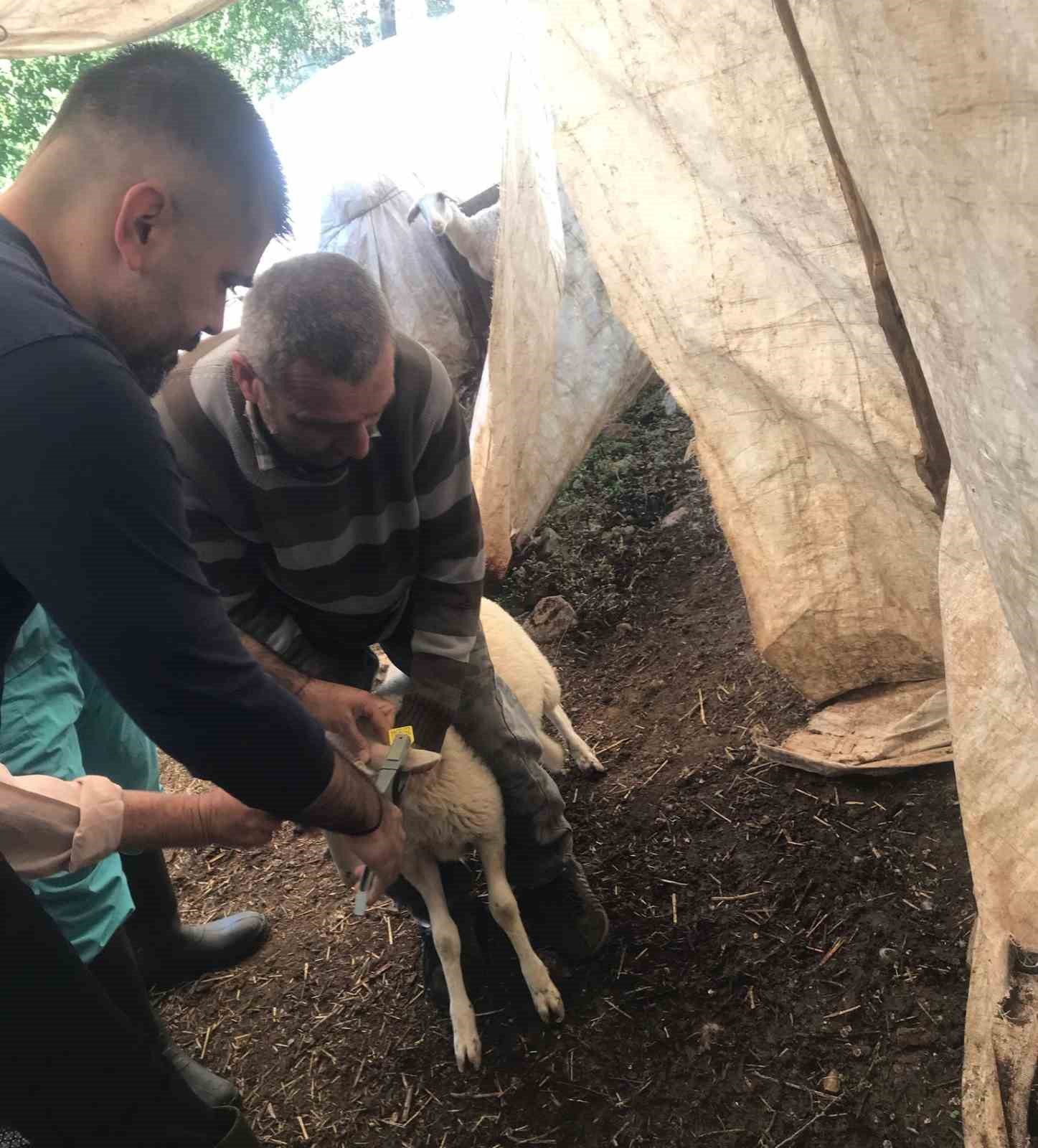 Ortaca’da küçükbaş aşılama ve kimliklendirme çalışmaları yapılıyor