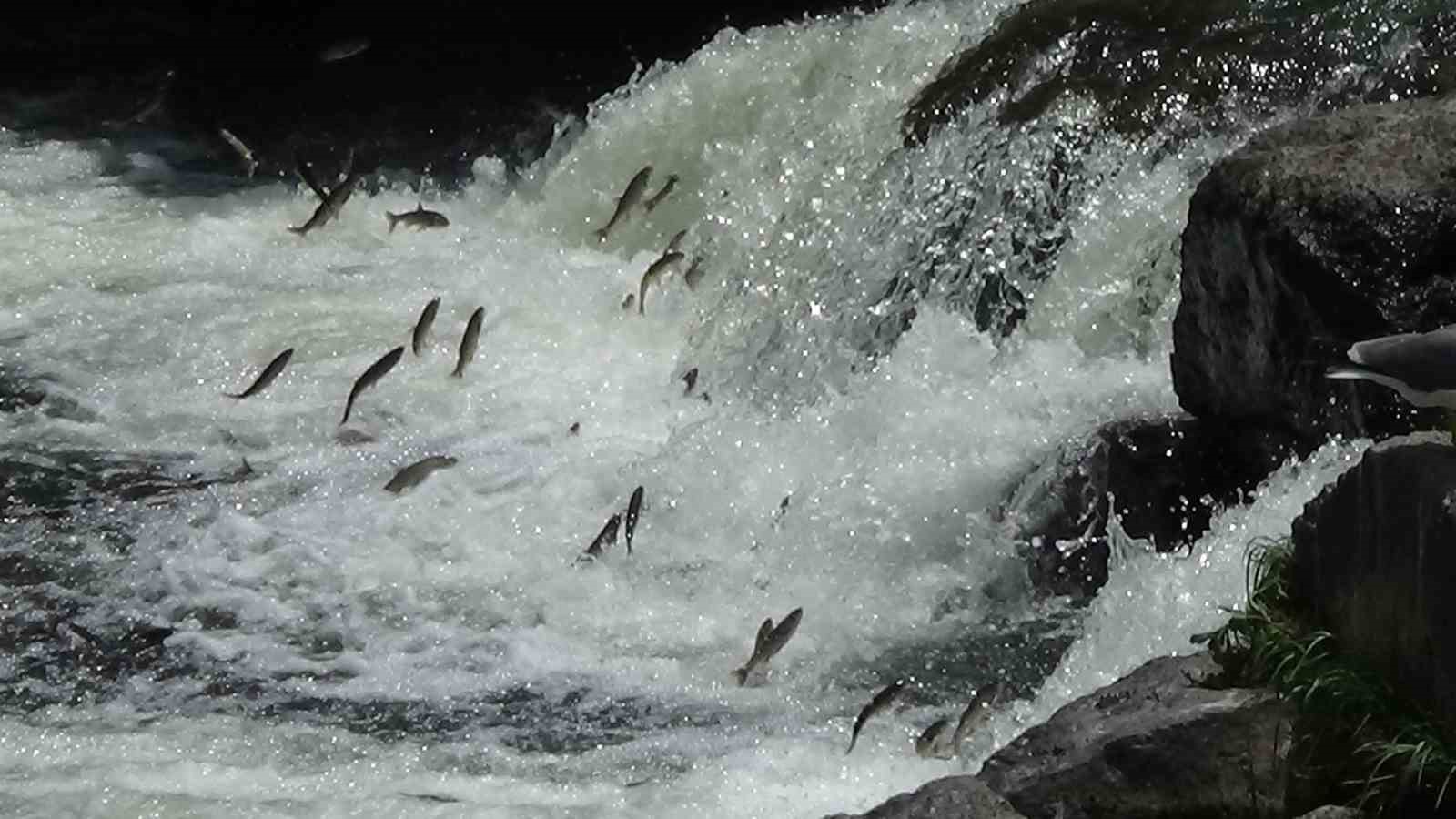 İnci kefalinin zorlu göçü devam ediyor