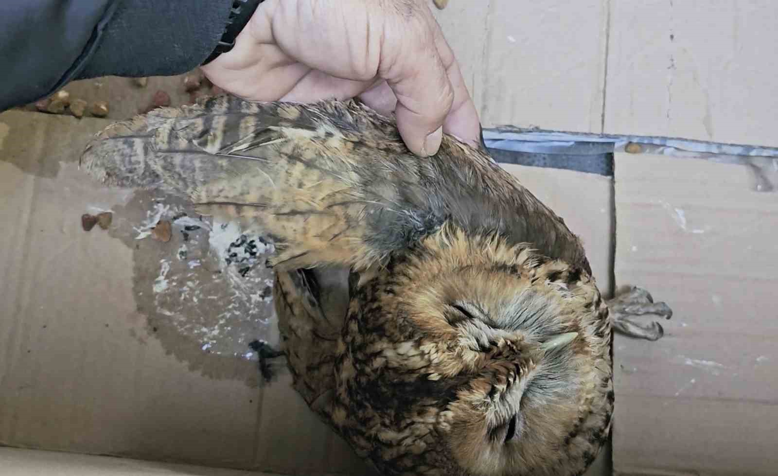 Aracın &ccedil;arptığı baykuş tedavi altına alındı
