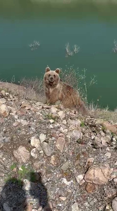 Ayıyı görüntülemek istedi, az kalsın canından oluyordu
