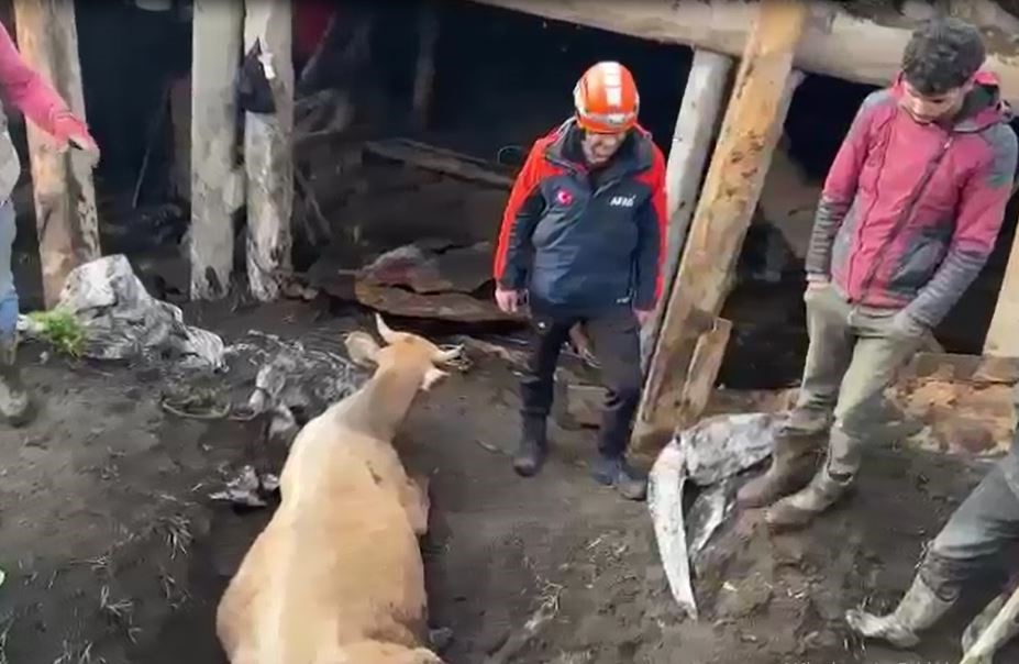 Sağanağın etkisiyle ahır &ccedil;&ouml;kt&uuml;, hayvanlar enkaz altında kaldı

