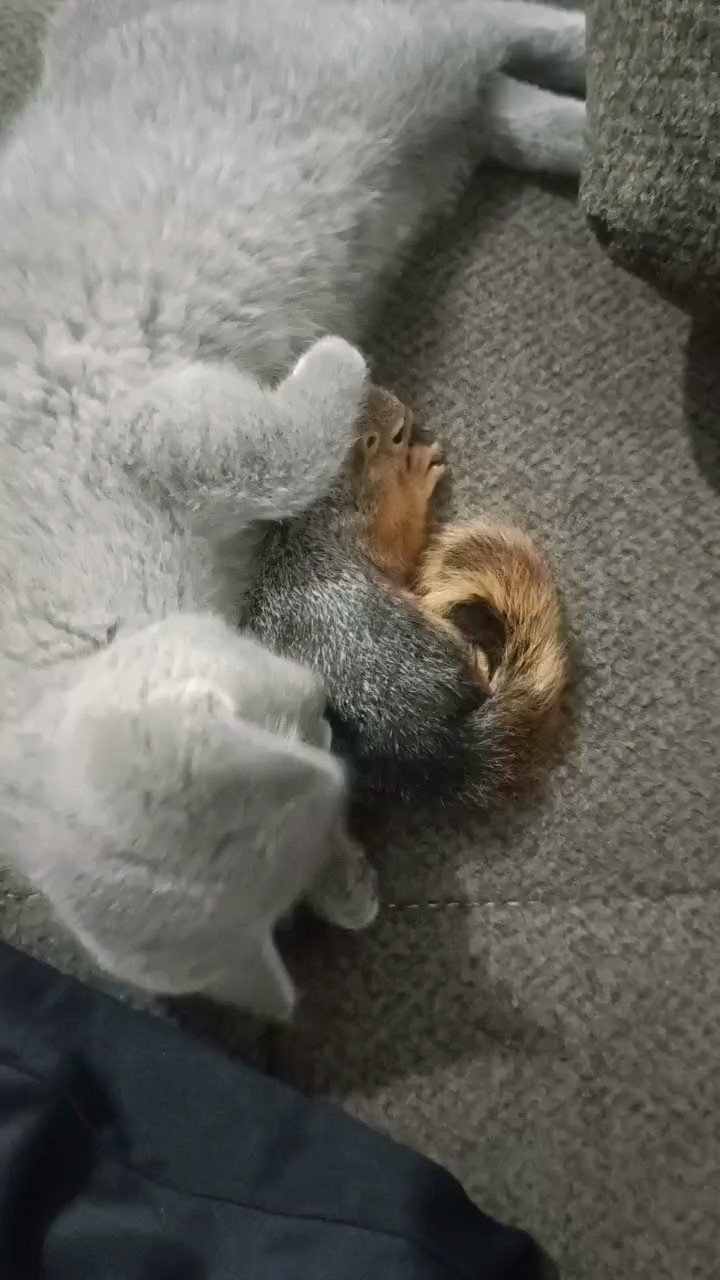 Eliyle beslediği sincap, peşini bırakmadı
