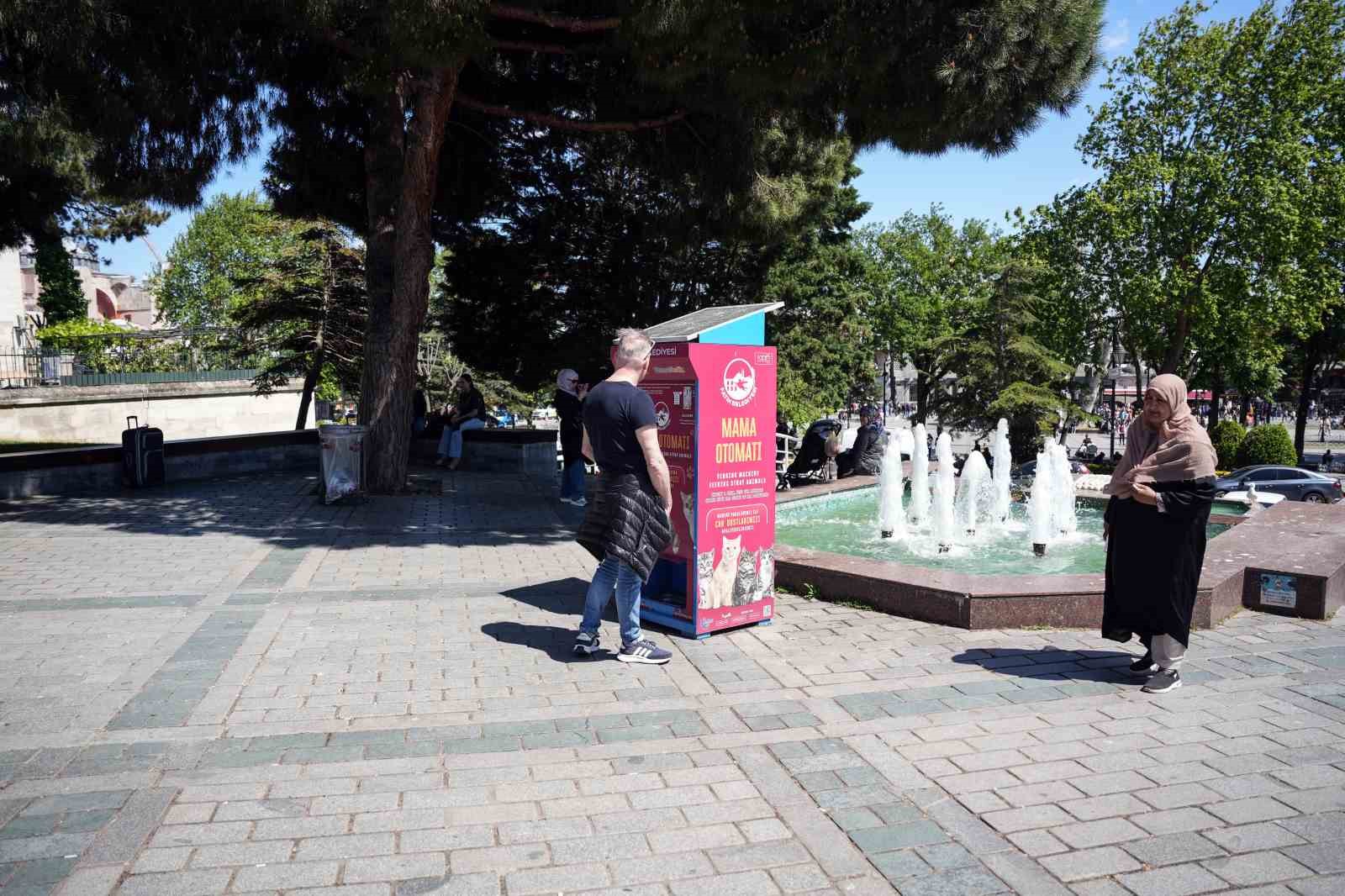 İstanbul’da kedi taklidi yapan martıların mama avı kamerada