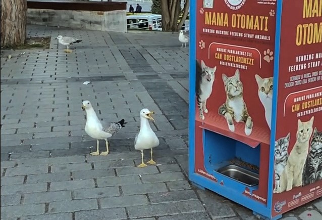 İstanbul&rsquo;da kedi taklidi yapan martıların mama avı kamerada
