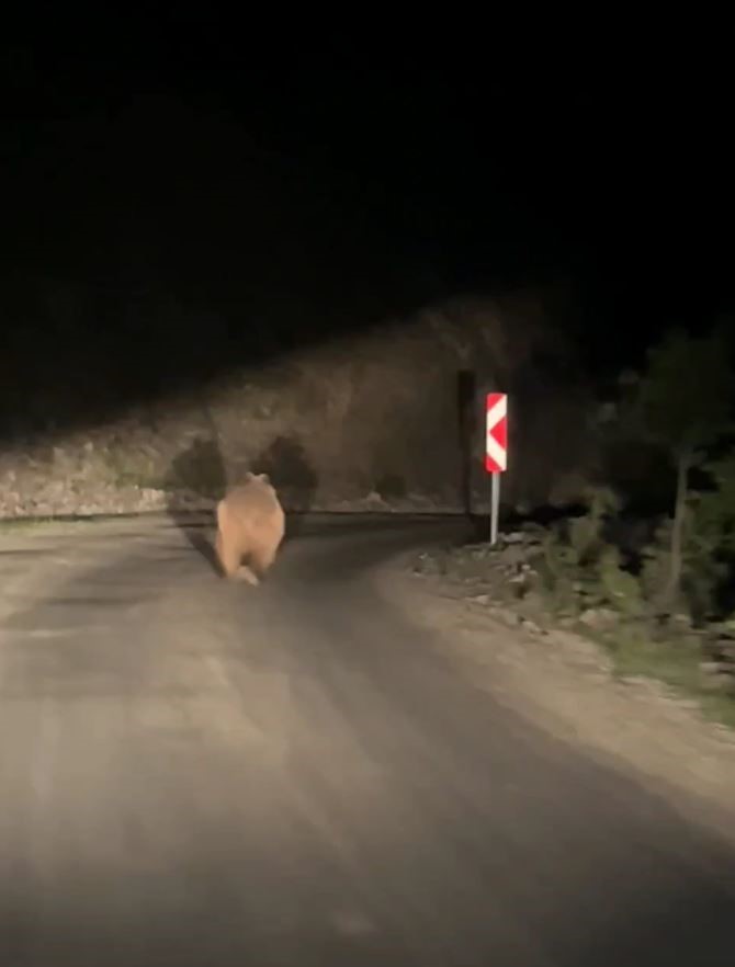 Bolu’da otomobil gören ayı korkup böyle kaçtı
