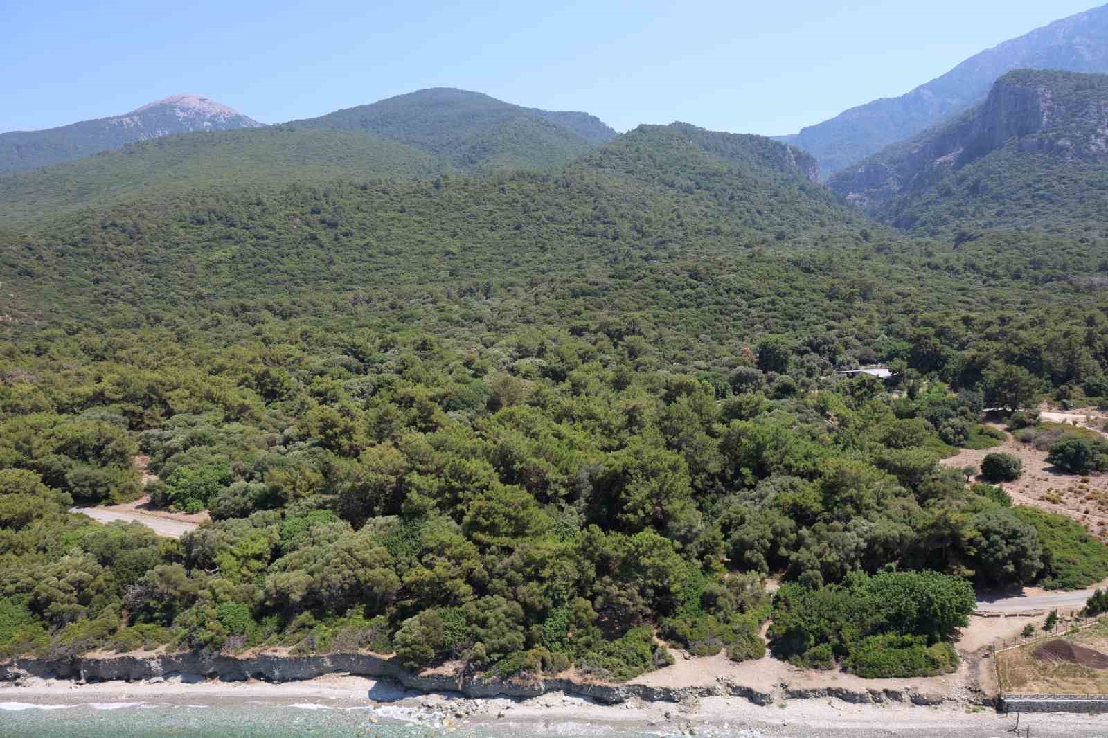 Valilik önlem aldı, ormanlık alanlara girişler yasaklandı