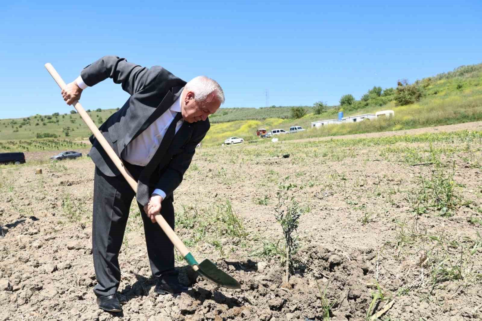 Konaklı&rsquo;da 800 zeytin fidanı toprakla buluştu
