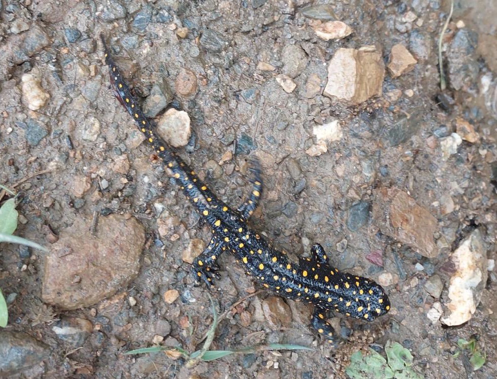 Bitlis’te benekli semenderler sürü halinde görüntülendi