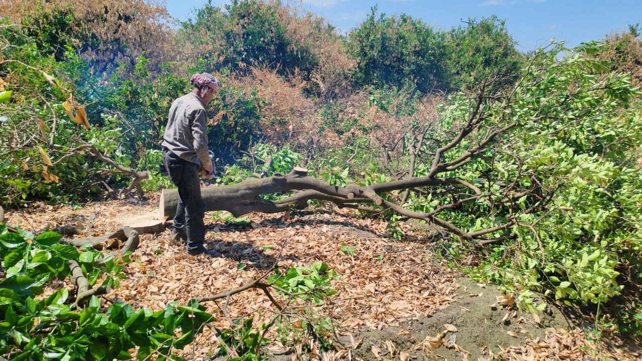 Çiftçiler yeniden üretebilmek için don afetinde kuruyan narenciye ağaçlarını kesmeye başladı