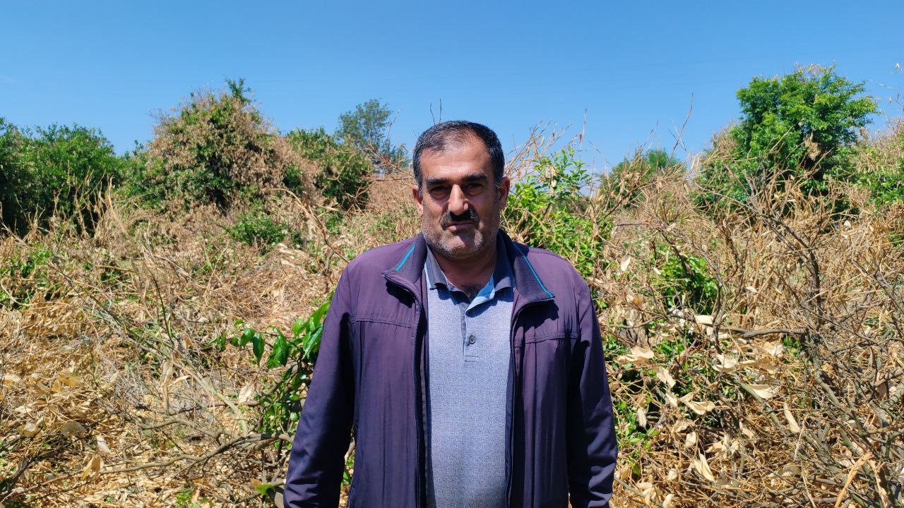 Çiftçiler yeniden üretebilmek için don afetinde kuruyan narenciye ağaçlarını kesmeye başladı

