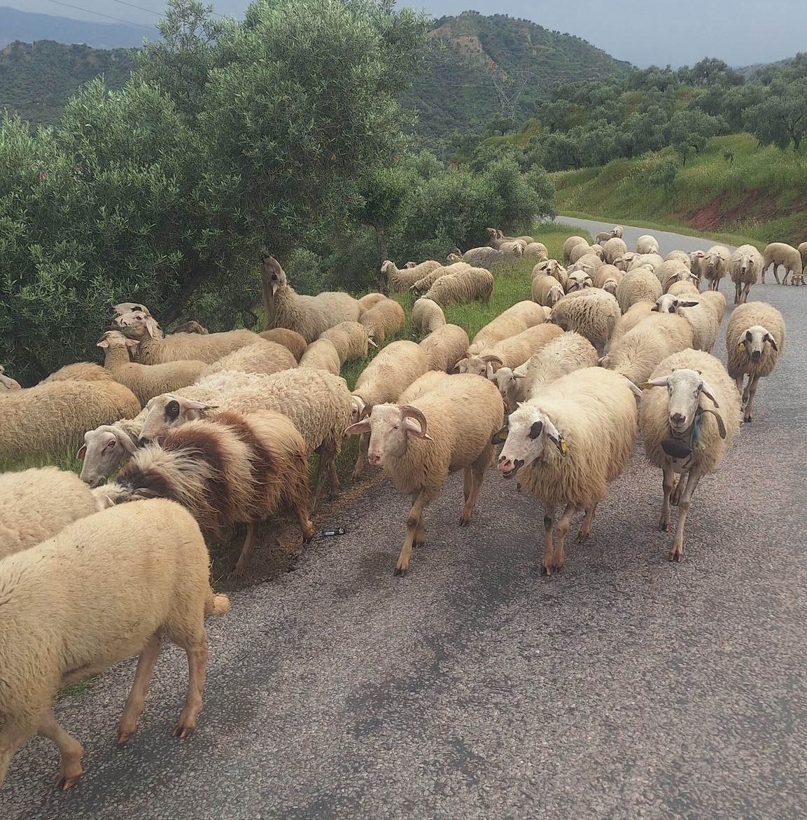 Aydın’da Yörüklerin yayla yolculuğu başladı
