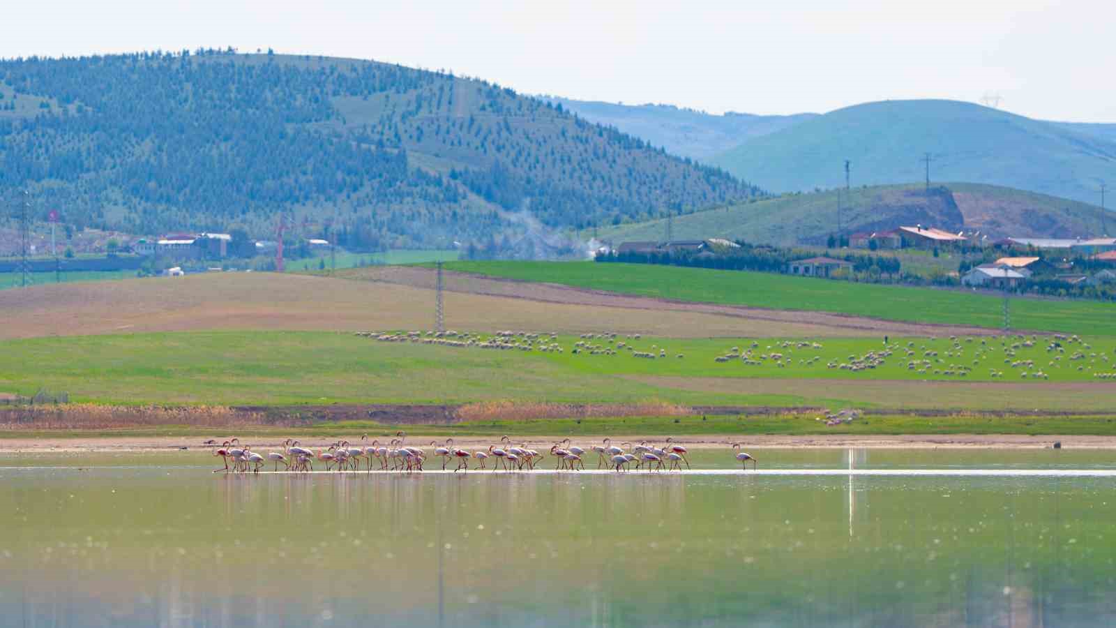 Gölbaşı flamingoları ağırlıyor