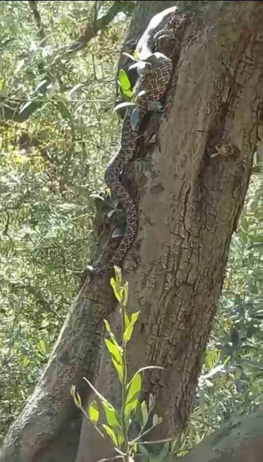 2,5 metrelik yılanı g&ouml;ren g&ouml;z&uuml;ne inanamadı
