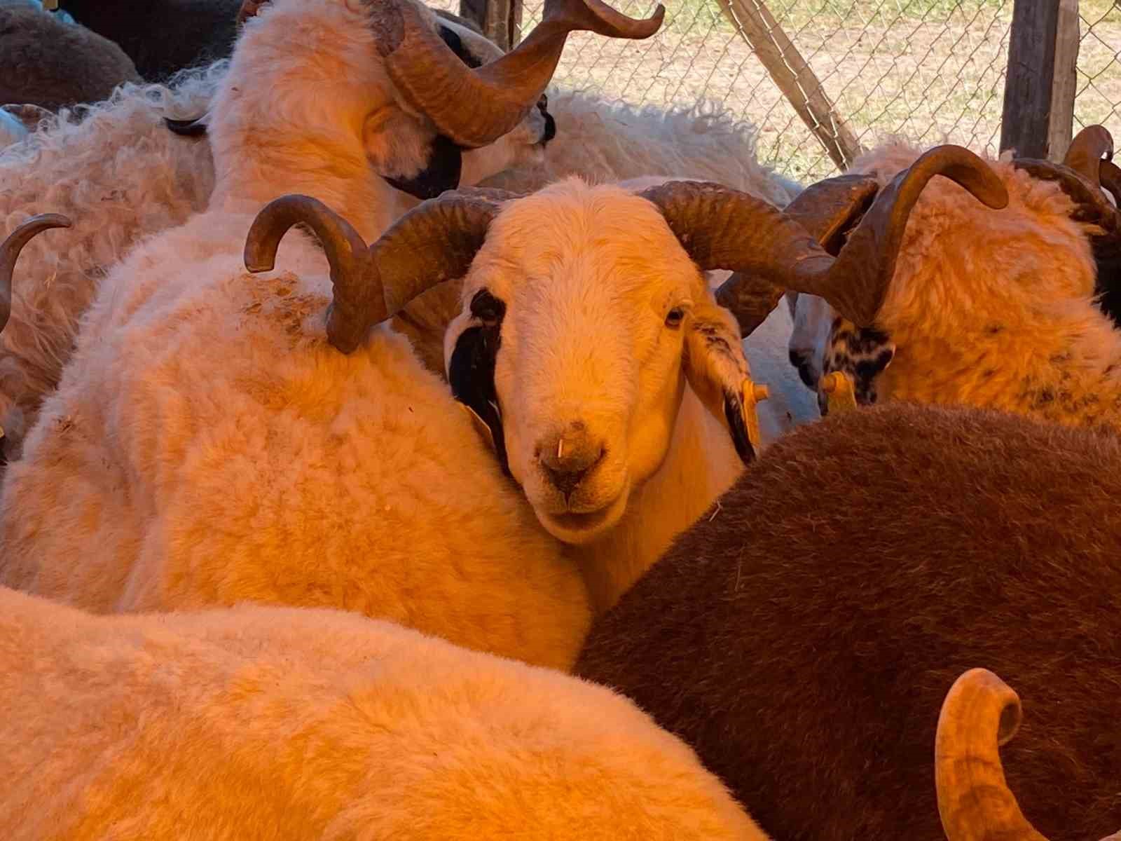 Kocaeli’de kurbanlıklar görücüye çıkmaya başladı