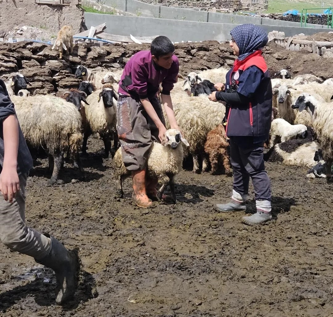 Diyadin’de küçükbaş hayvanlara küpe ve aşı çalışması