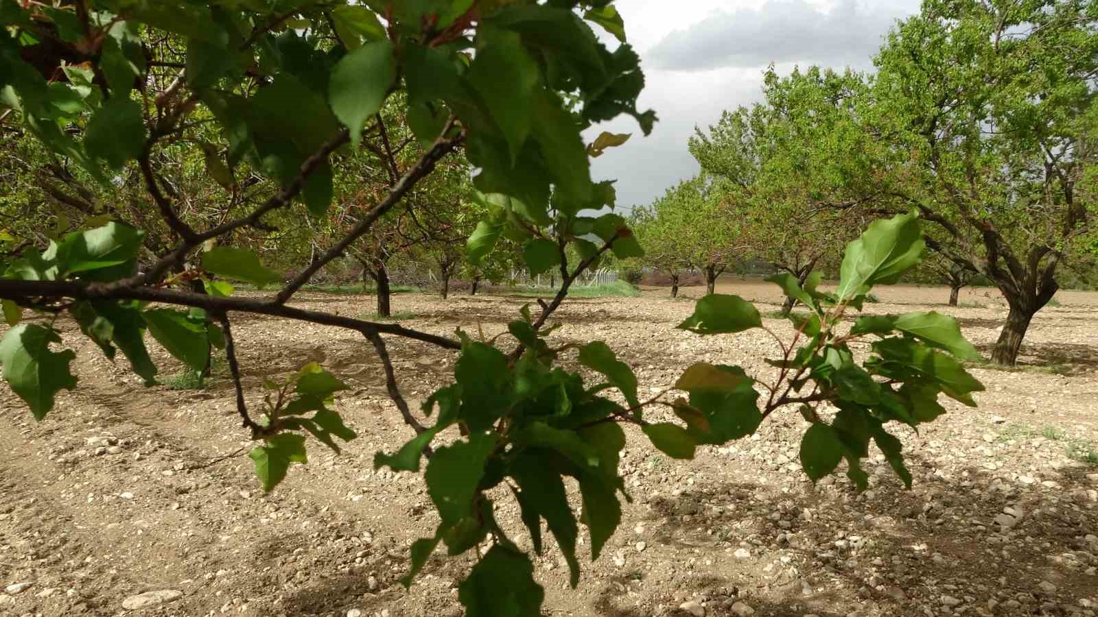 Malatya’da kayısı ağaçları yeniden yeşerdi