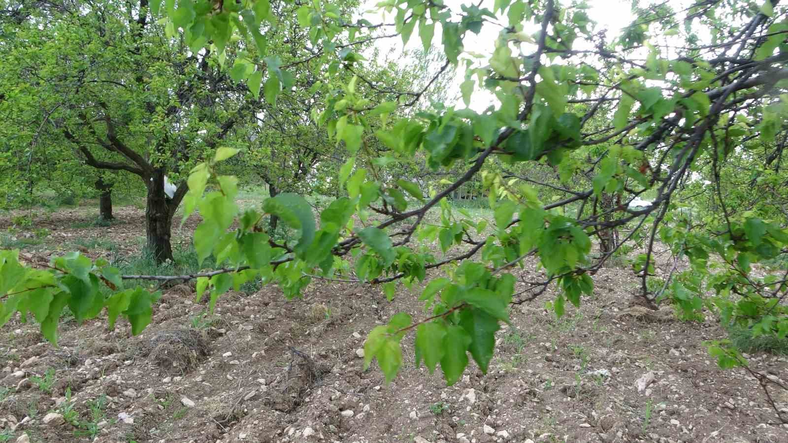 Malatya’da kayısı ağaçları yeniden yeşerdi