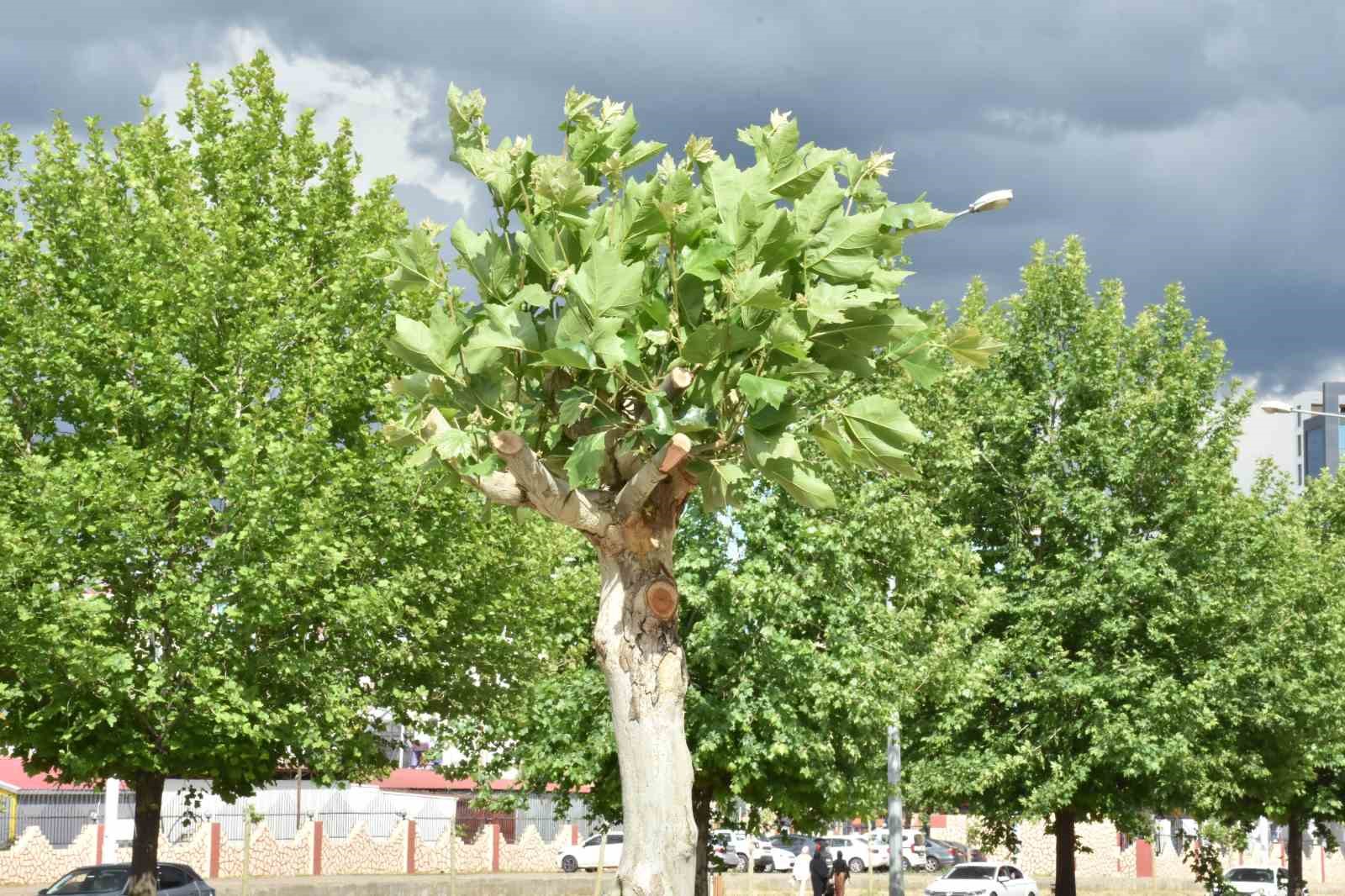 Diyarbakır’da hastalık tespit edilen ağaçlar tedavi ediliyor