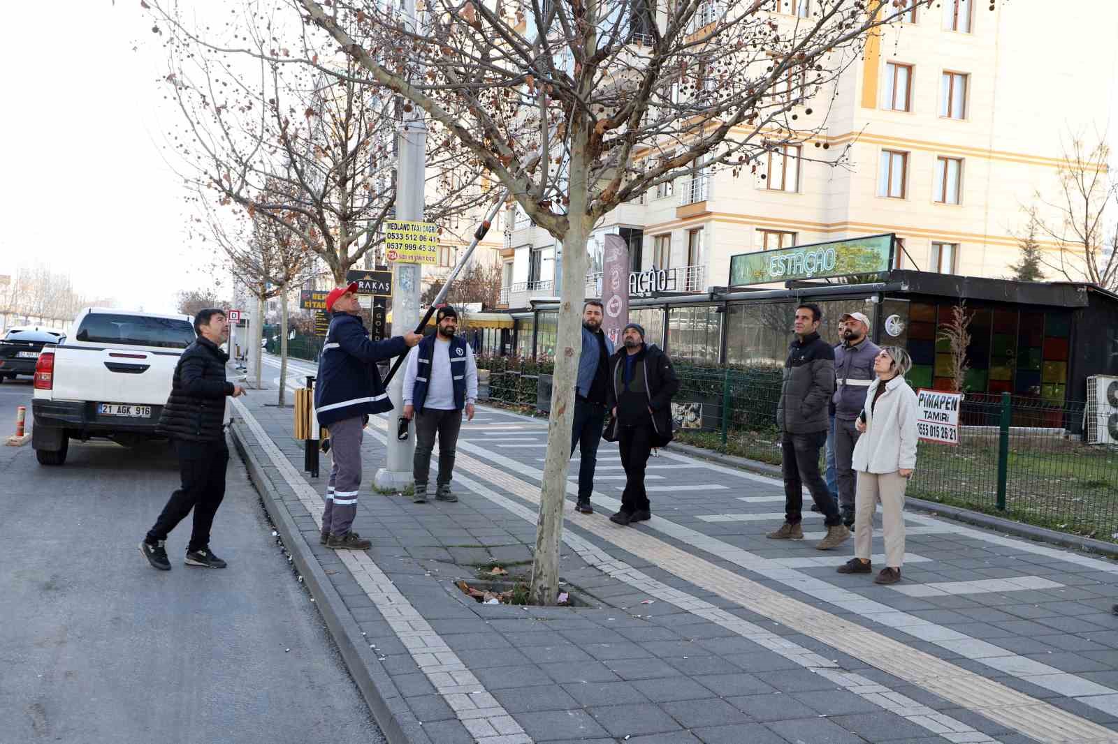 Diyarbakır’da hastalık tespit edilen ağaçlar tedavi ediliyor
