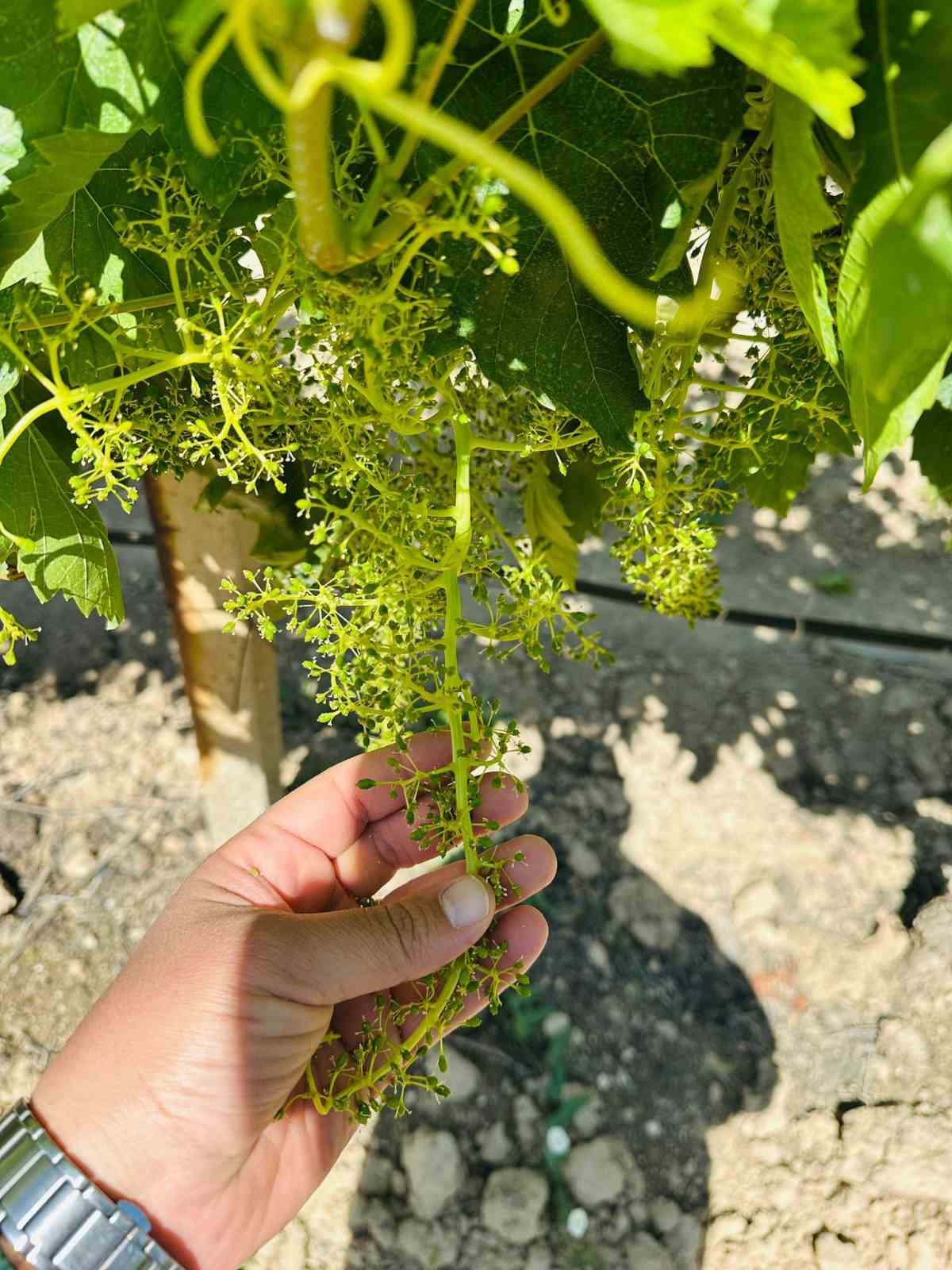 Manisa&rsquo;da bağcılara &rsquo;K&uuml;lleme ve &Ouml;l&uuml;kol Hastalığı&rsquo; uyarısı
