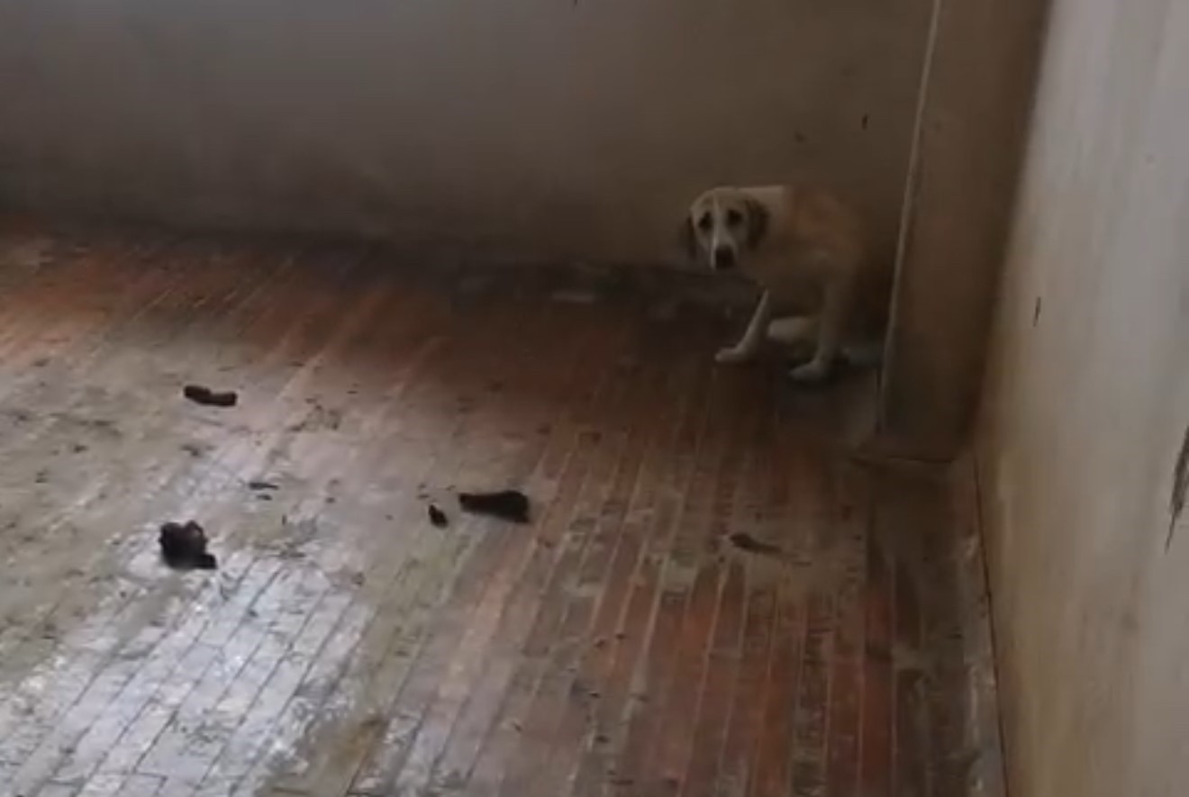 Turgutlu&rsquo;da evinde 12 k&ouml;pekle yaşayan kadın g&ouml;zaltına alındı
