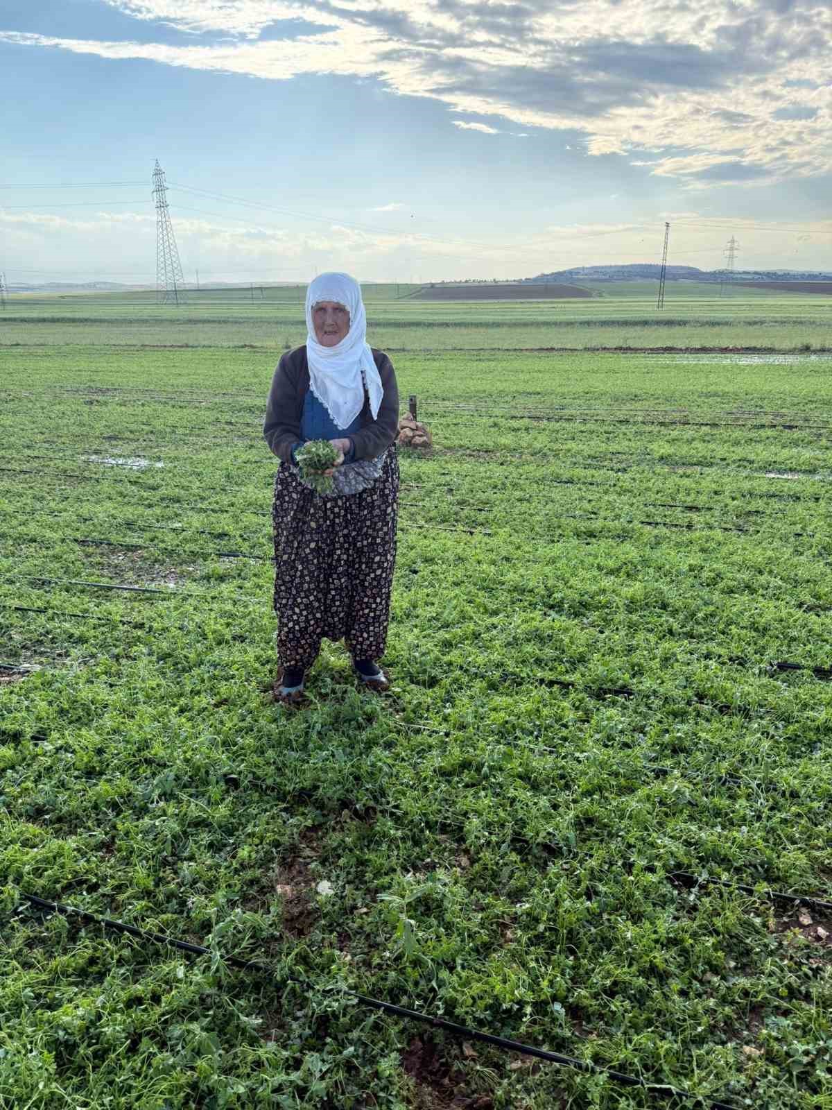 Mardin’de 40 bin dekar arazi dolu yağışından etkilendi