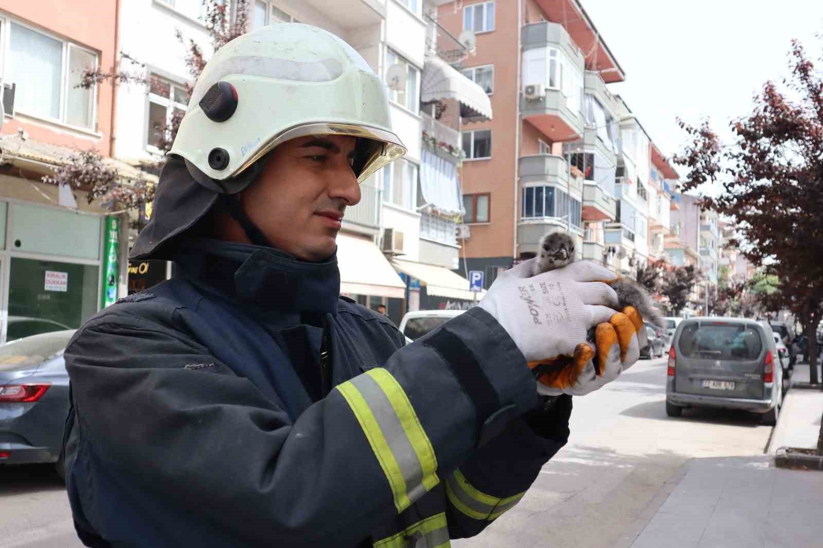 Yalova’da çatıdan düşen yavru martıyı itfaiye kurtardı