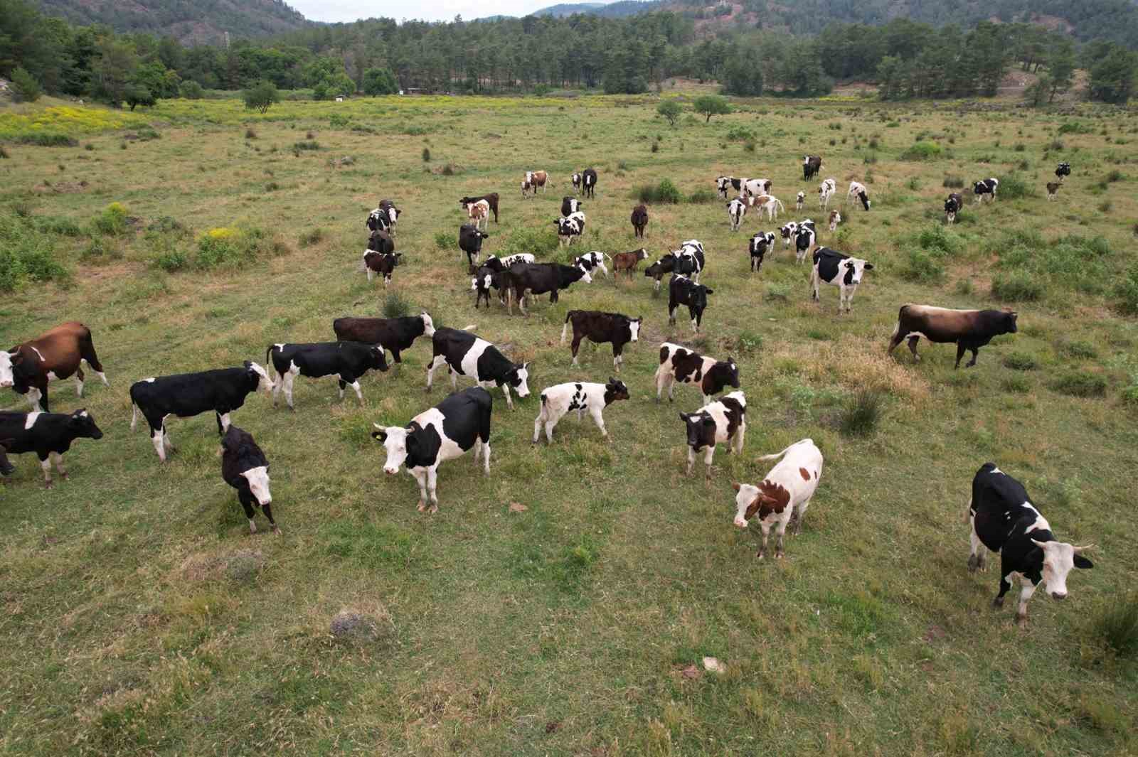 K&ouml;yceğiz D&ouml;ğ&uuml;şbelen&rsquo;de 400 dekar meralık alan a&ccedil;ıldı
