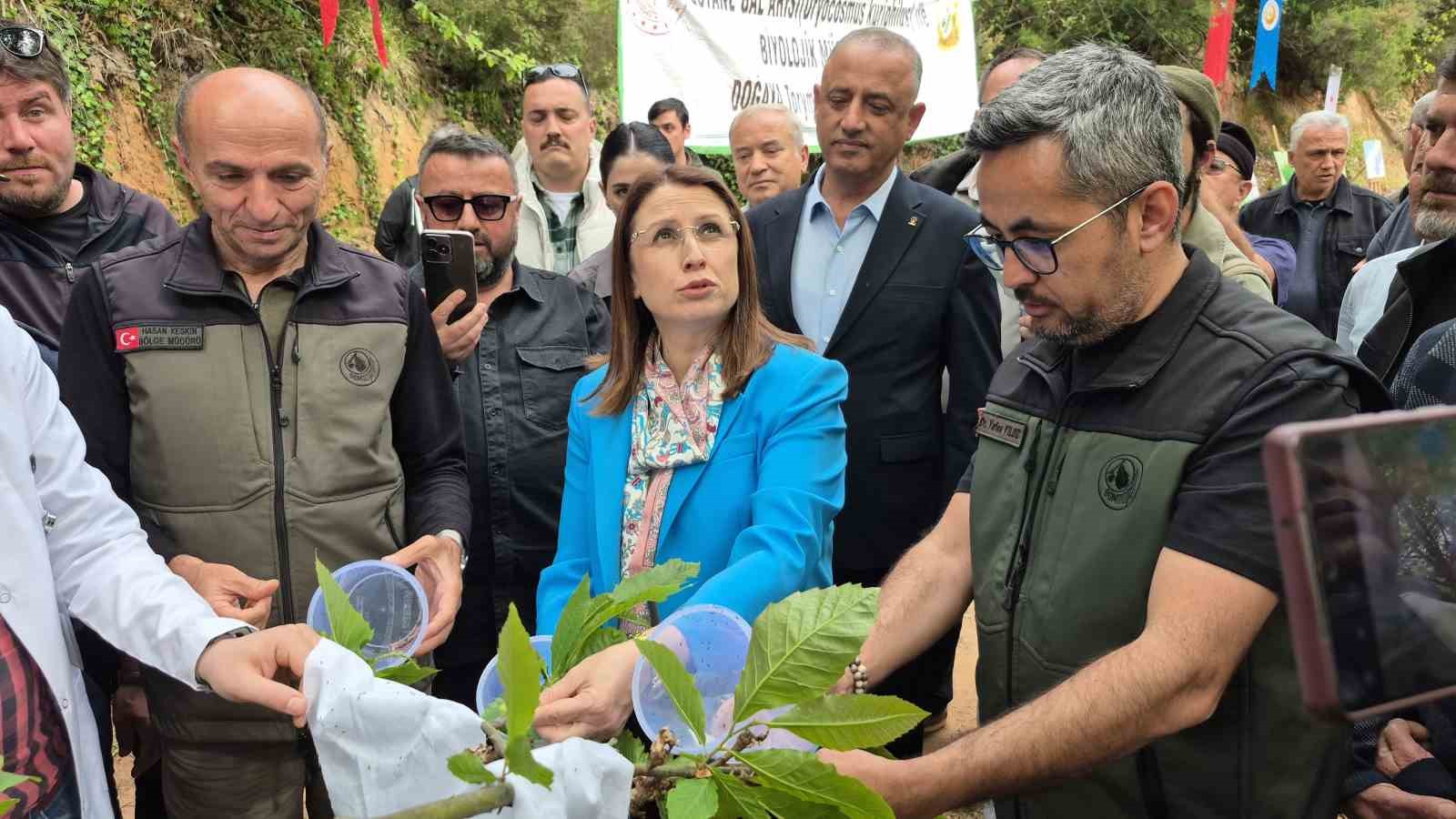 Karadeniz’de "katil arılara" karşı "terminatör böceklerle" mücadele