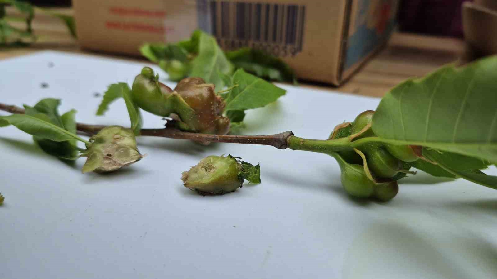 Karadeniz&rsquo;de "katil arılara" karşı "terminat&ouml;r b&ouml;ceklerle" m&uuml;cadele
