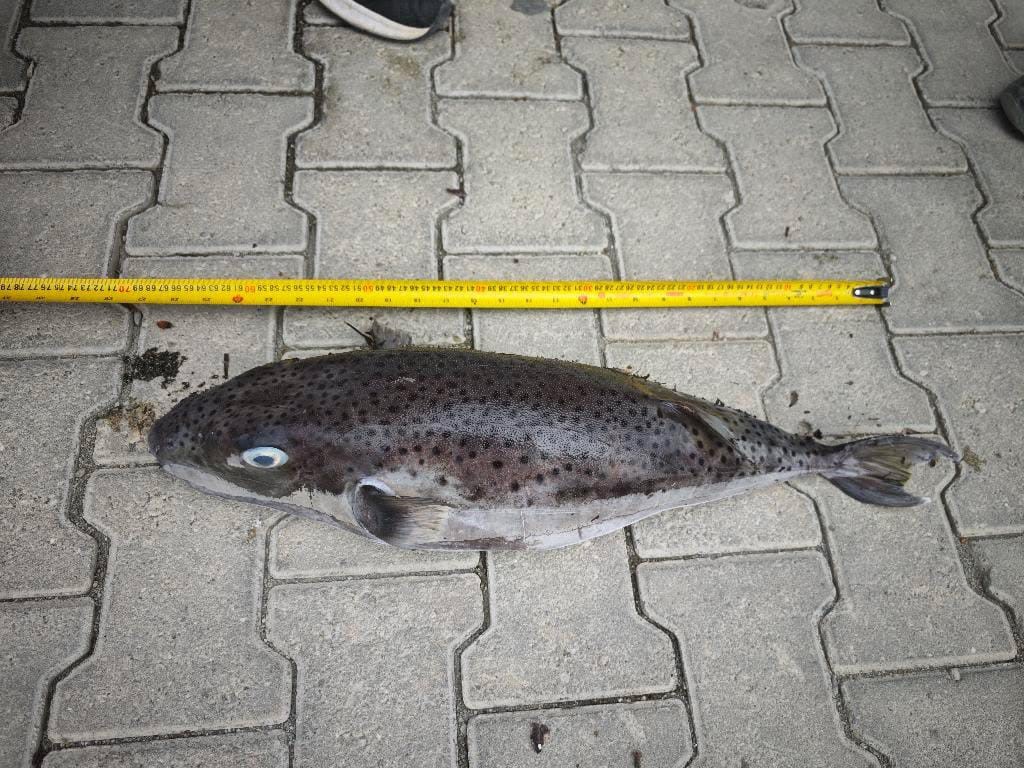 Datça’da rekor boyutta balon balığı karaya vurdu