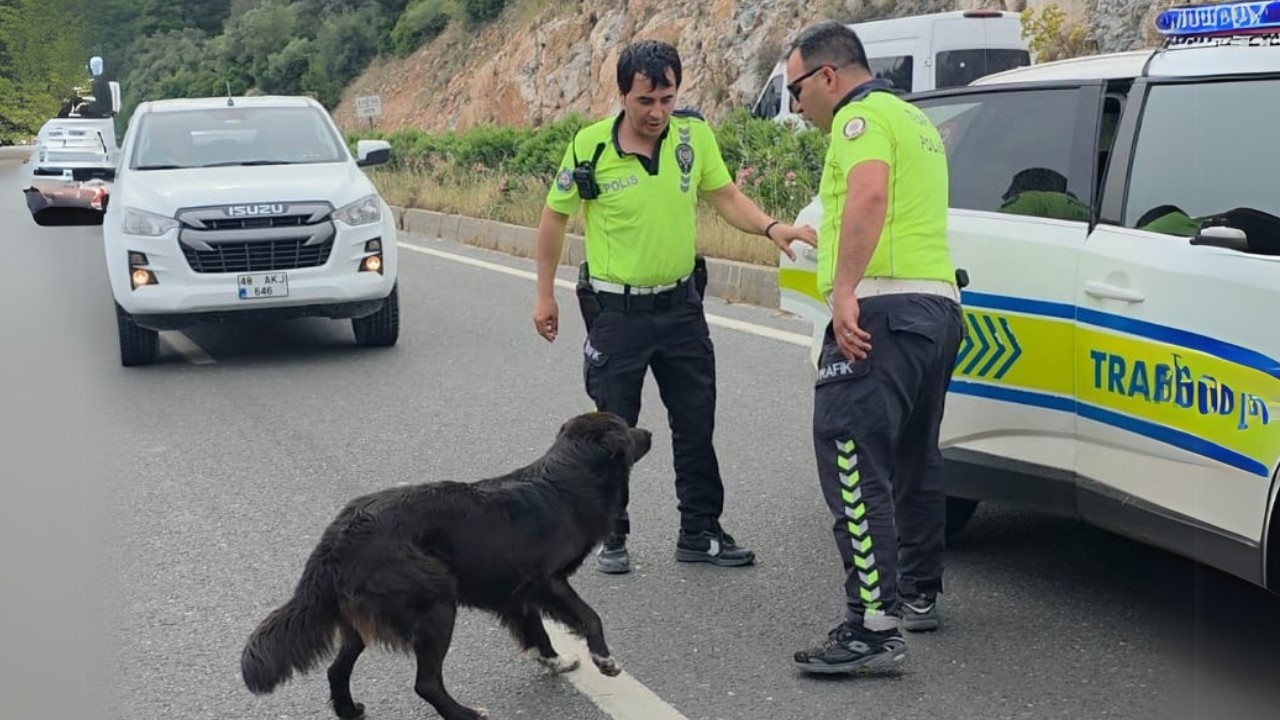 Zincirleme kazadan sonra yol ortasında kalan köpeğe polis sahip çıktı