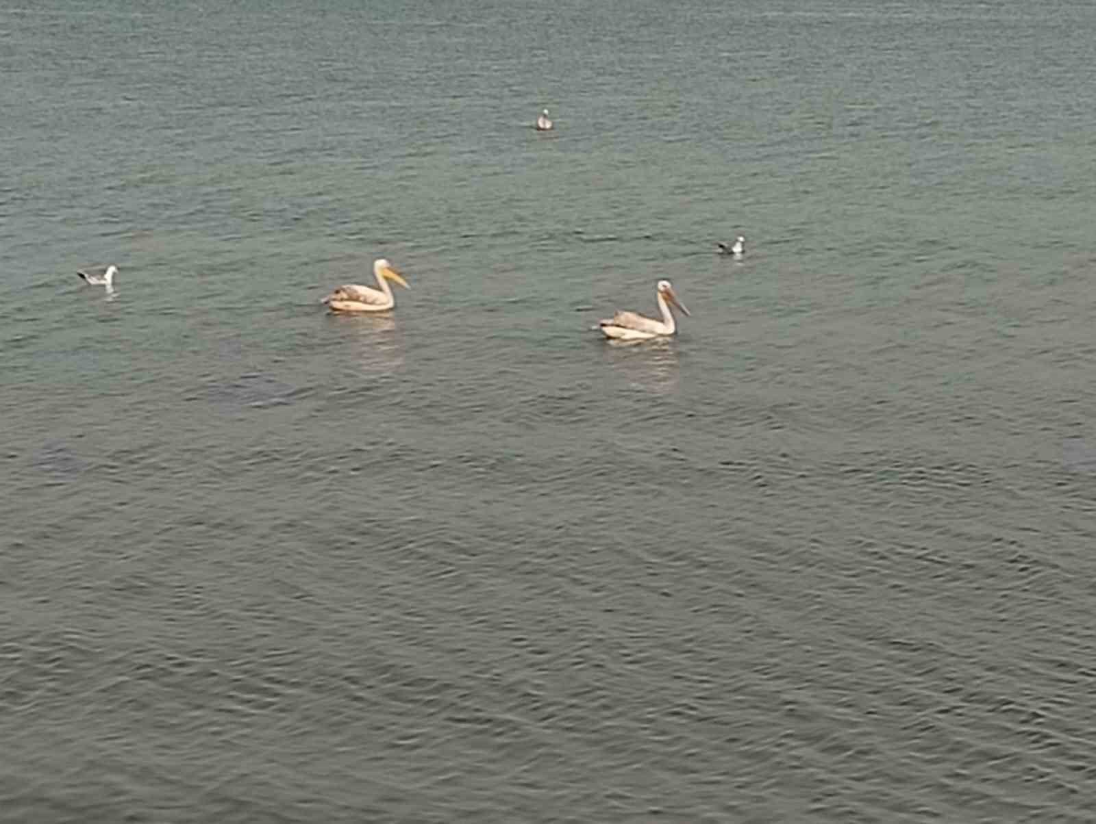 Pelikanlar İznik Gölü’nü süsledi