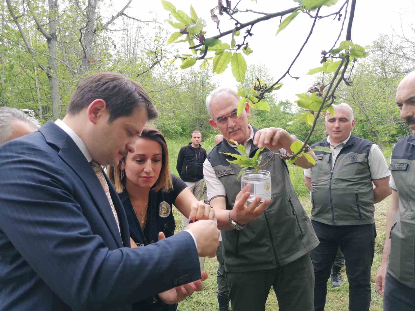 Kestane gal arısına karşı doğa dostu çözüm: Avcı böcek
