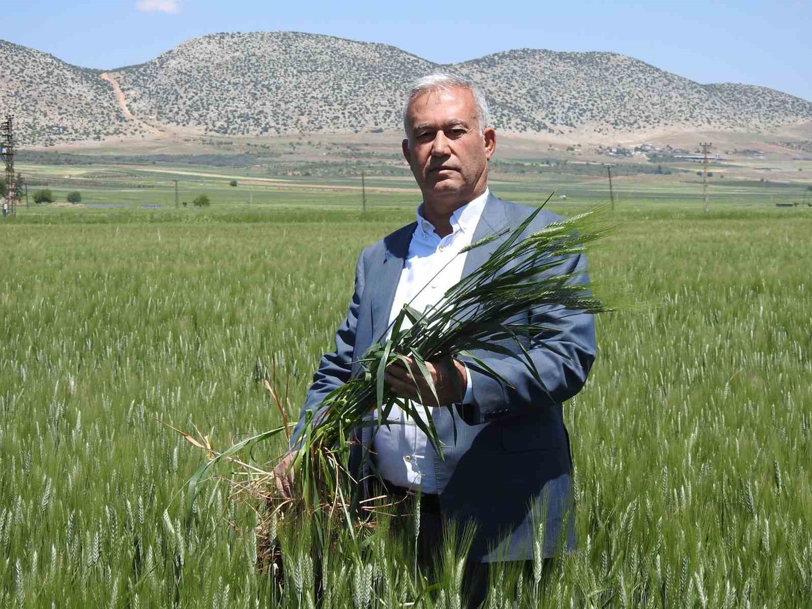 Araban buğdayı çiftçinin yüzünü güldürüyor