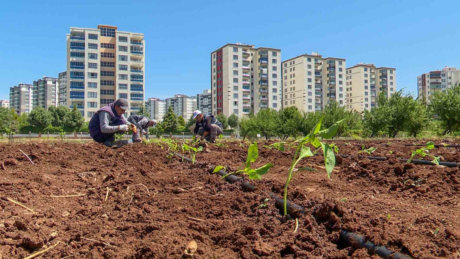 Tohumculukta dışa bağımlılığı bitirecek proje