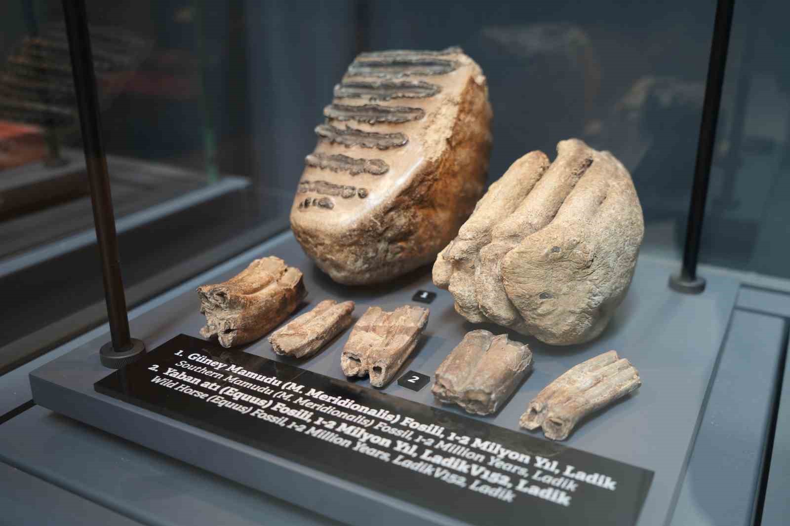 545 milyon yıllık fosiller Samsun’da sergileniyor