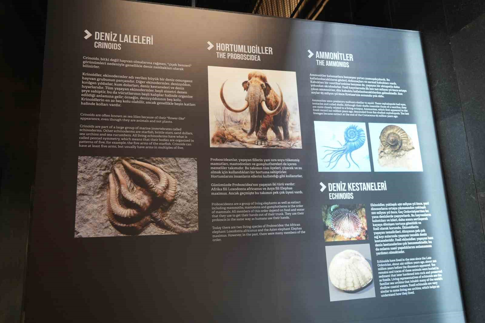 545 milyon yıllık fosiller Samsun&rsquo;da sergileniyor
