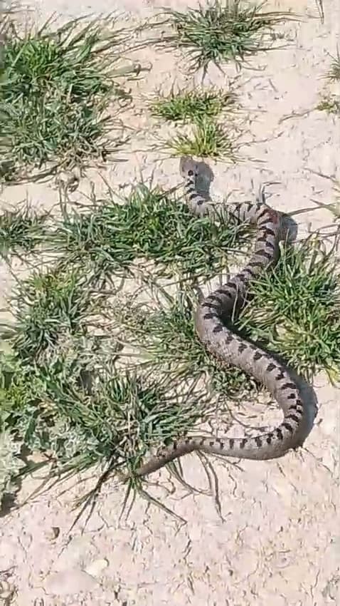 Bursa&rsquo;da yılan operasyonu