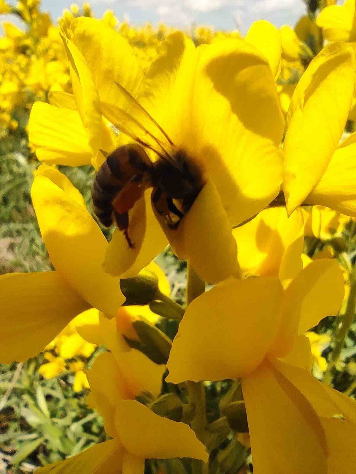 Bu &ccedil;i&ccedil;eği koparmanın cezası yarım milyondan fazla

