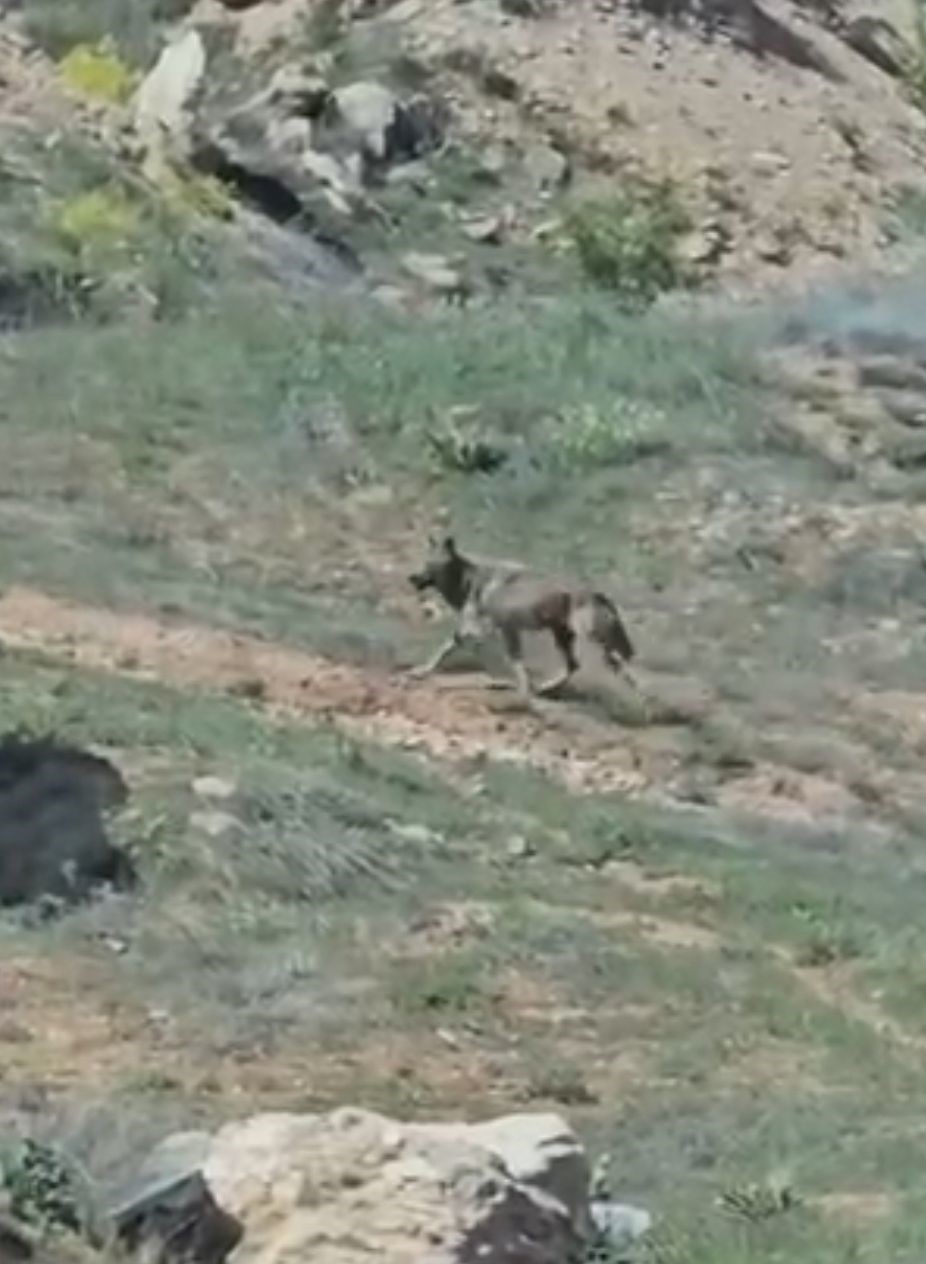 Elazığ’da doğanın nadir konukları görüntülendi