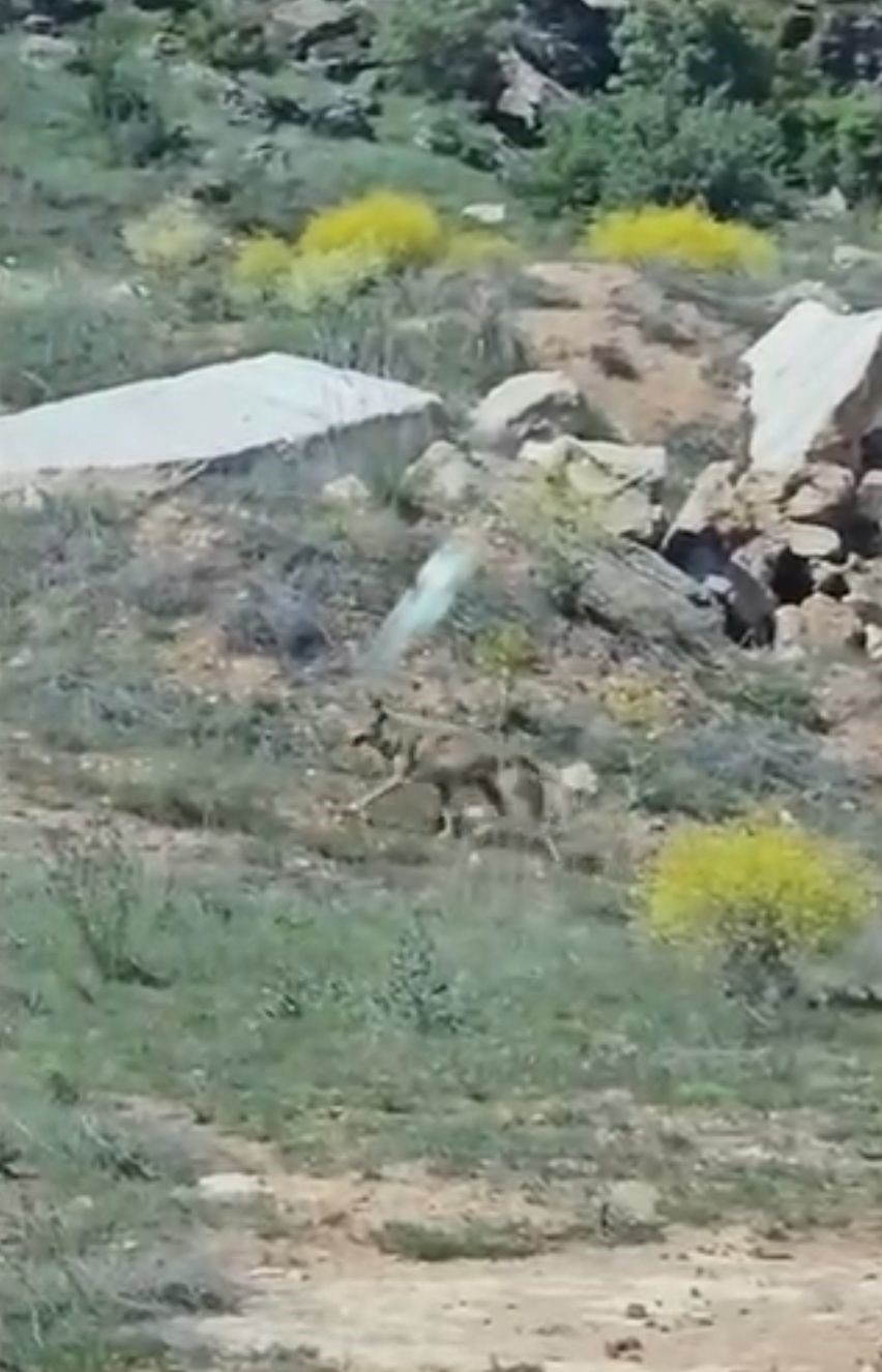 Elazığ&rsquo;da doğanın nadir konukları g&ouml;r&uuml;nt&uuml;lendi
